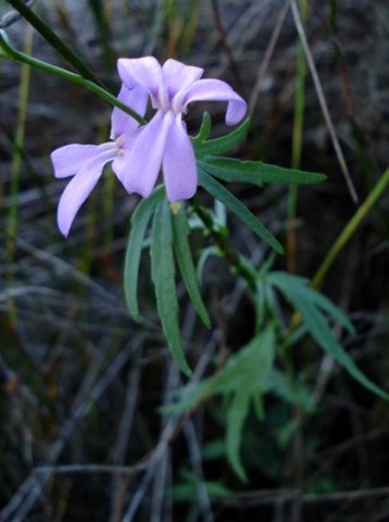Cyphia volubilis dissected leaves